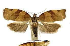 Attēlu rezultāti vaicājumam “Pandemis cerasana”