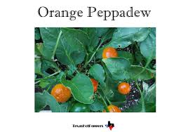 Afbeeldingsresultaat voor peppadew hot pepper