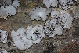 Attēlu rezultāti vaicājumam “Dermatocarpon miniatum”