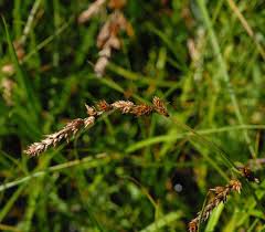Attēlu rezultāti vaicājumam “Carex disticha”