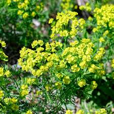 Image result for Wolfsmilch