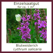 Image result for Blutweiderich