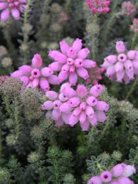 Attēlu rezultāti vaicājumam “Erica tetralix”