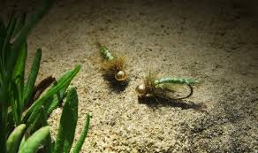 Attēlu rezultāti vaicājumam “Thecabius affinis nymph”