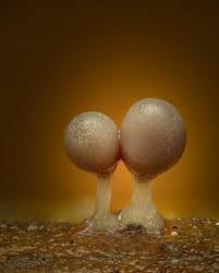 Attēlu rezultāti vaicājumam “Trichia crateriformis macro”