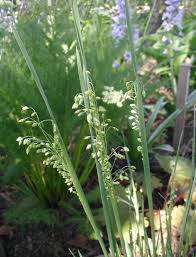 Attēlu rezultāti vaicājumam “Briza media flower”