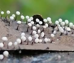 Attēlu rezultāti vaicājumam “Didymium bahiense macro”