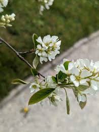 Attēlu rezultāti vaicājumam “Amelanchier spicata”