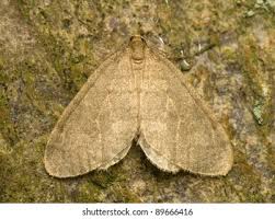 Attēlu rezultāti vaicājumam “Operophtera”