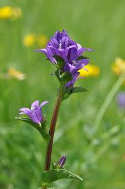 Attēlu rezultāti vaicājumam “Campanula glomerata”