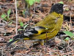 Attēlu rezultāti vaicājumam “Trichia ambigua”