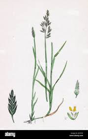 Attēlu rezultāti vaicājumam “Poa compressa”