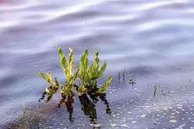 Attēlu rezultāti vaicājumam “Rumex aquaticus fruit”