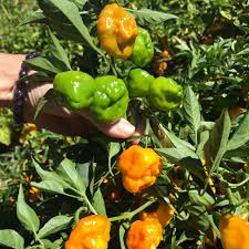 Afbeeldingsresultaat voor yellow mushroom hot pepper