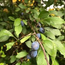 Attēlu rezultāti vaicājumam “Prunus domestica subsp. insitita”