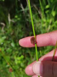 Attēlu rezultāti vaicājumam “Juncus conglomeratus”