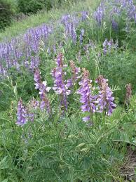 Attēlu rezultāti vaicājumam “Vicia tenuifolia flower”