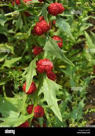 Attēlu rezultāti vaicājumam “Chenopodium foliosum fruit”