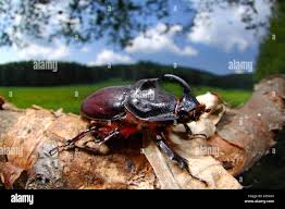 Attēlu rezultāti vaicājumam “Oryctes nasicornis”