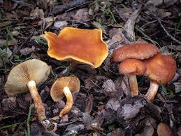 Attēlu rezultāti vaicājumam “Gymnopilus sapineus”