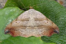 Attēlu rezultāti vaicājumam “Laspeyria flexula”