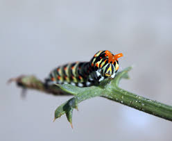 Attēlu rezultāti vaicājumam “Papilio machaon larva”