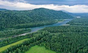 Image result for лес,