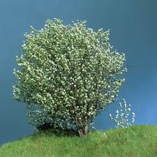 Attēlu rezultāti vaicājumam “Sorbus aria”