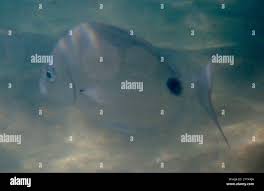 Image result for Diplodus capensis