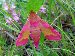 Attēlu rezultāti vaicājumam “Deilephila porcellus”