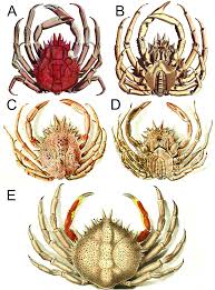 Image result for Maja brachydactyla