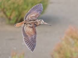 Attēlu rezultāti vaicājumam “Scolopax rusticola juvenile”