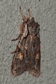 Attēlu rezultāti vaicājumam “Lithophane furcifera”