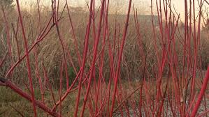 Attēlu rezultāti vaicājumam “Cornus sericea”