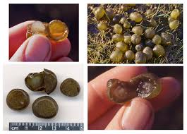 Attēlu rezultāti vaicājumam “Nostoc commune macro”