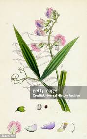 Attēlu rezultāti vaicājumam “Lathyrus sylvestris bud”