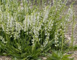 Image result for Salvia pratensis