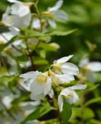 Attēlu rezultāti vaicājumam “Philadelphus lemoinei flower”