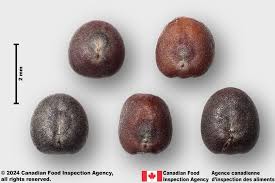 Attēlu rezultāti vaicājumam “Brassica napus fruit”