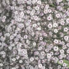 Attēlu rezultāti vaicājumam “Gypsophila fastigiata bud”