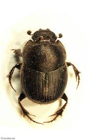 Attēlu rezultāti vaicājumam “Scarabaeidae”