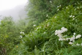 Attēlu rezultāti vaicājumam “Thalictrum aquilegifolium flower”