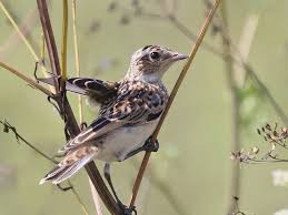 Attēlu rezultāti vaicājumam “Saxicola rubetra juvenile”