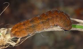 Attēlu rezultāti vaicājumam “Rusina ferruginea”