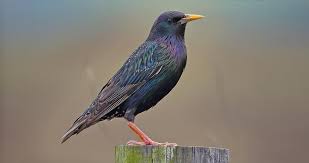 Attēlu rezultāti vaicājumam “Sturnus vulgaris male”