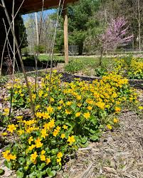 Attēlu rezultāti vaicājumam “Caltha palustris flower”