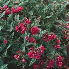 Image result for Pulmonaria Silverado