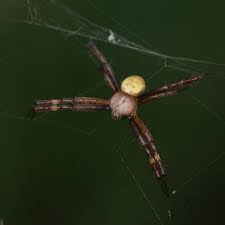 Image result for st andrews cross spider