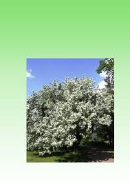 Attēlu rezultāti vaicājumam “Malus mandshurica”