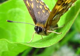 Attēlu rezultāti vaicājumam “Hamearis lucina underside”